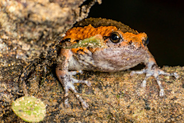 Orange and brown banded bull, chubby, Asian painted, rice or bubble frog,(Tetrapoda: Amphibia: Anura: Microhylida: Kaloula pulchra) stay still on a wooden log isolated with black background