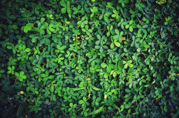 Green leaf texture or Leaf texture background