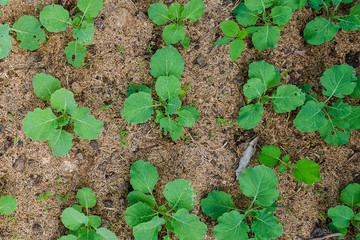  young green plants growing from soil in flat lay view