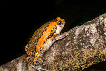 Orange and brown banded bull, chubby, Asian painted, rice or bubble frog,(Tetrapoda: Amphibia: Anura: Microhylida: Kaloula pulchra) stay still on a wooden log isolated with black background