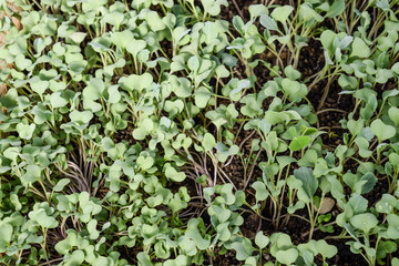 Seedlings of cabbage. Cultivation of cabbage in a greenhouse. Se