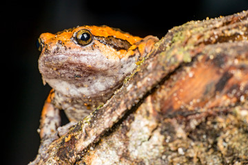 Orange and brown banded bull, chubby, Asian painted, rice or bubble frog,(Tetrapoda: Amphibia: Anura: Microhylida: Kaloula pulchra) stay still on a wooden log isolated with black background