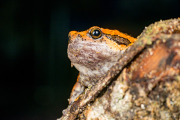 Orange and brown banded bull, chubby, Asian painted, rice or bubble frog,(Tetrapoda: Amphibia: Anura: Microhylida: Kaloula pulchra) stay still on a wooden log isolated with black background