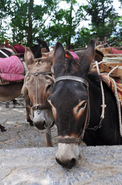 The faces of the two donkeys in the stall closeup