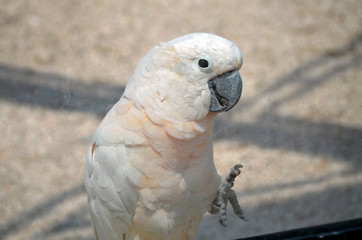 Parrot cockatoo at the zoo