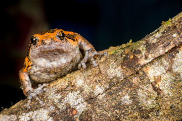Orange and brown banded bull, chubby, Asian painted, rice or bubble frog,(Tetrapoda: Amphibia: Anura: Microhylida: Kaloula pulchra) stay still on a wooden log isolated with black background
