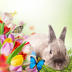 Easter bunny and Easter eggs on green grass