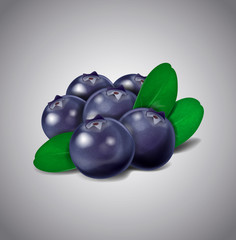 Blueberry fruits isolated on white background. Vector green leav