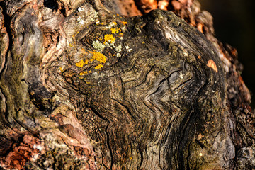 Old tree
