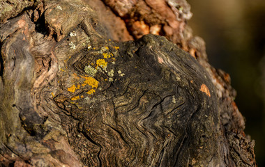 Old tree