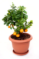 Isolated tangerine tree in brown pot 
