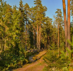 Fototapeta premium Sunny morning