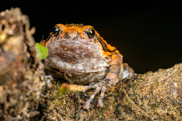 Orange and brown banded bull, chubby, Asian painted, rice or bubble frog,(Tetrapoda: Amphibia: Anura: Microhylida: Kaloula pulchra) stay still on a wooden log isolated with black background