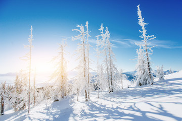 magical winter snow covered tree. Carpathian, Ukraine, Europe
