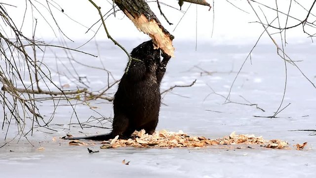 european beaver in winter time