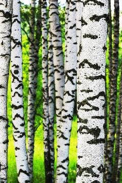 Fototapeta summer in sunny birch forest