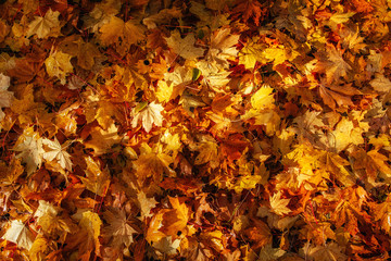 Yellow, orange and red autumn leaves in fall park