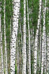 Fototapeta premium summer in sunny birch forest