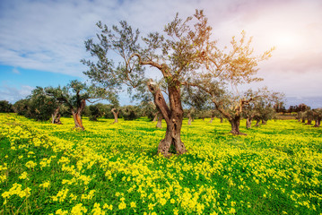Beautiful yellow flowers in the garden of old trees