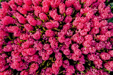 Field of pink tulips. Beautiful spring flowers.