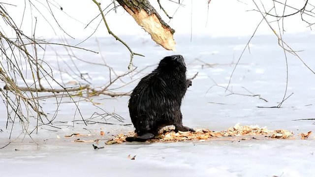european bever,Otrokovice region Czech republic