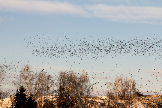 A flock of crows at once this giant garbage dump © Dmitrii