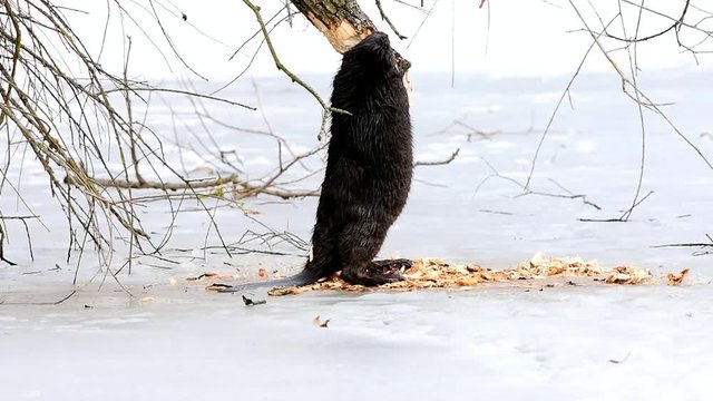 european bever,Otrokovice region Czech republic