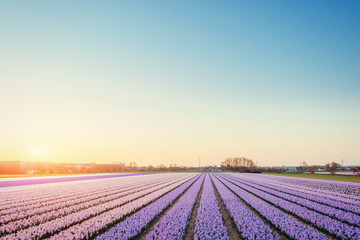 Sunset over fields of daffodils