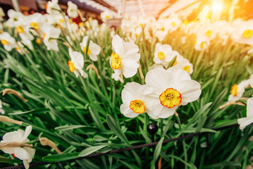 Obraz premium Yellow Daffodils in the gardens of Holland