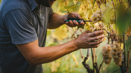 Grape harvest in the Tuscan hills. - obrazy, fototapety, plakaty
