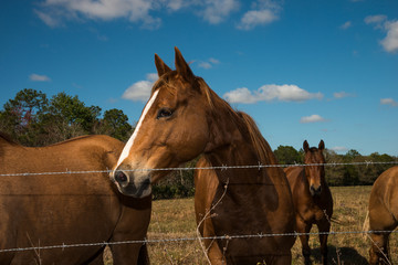 Horse on fence  