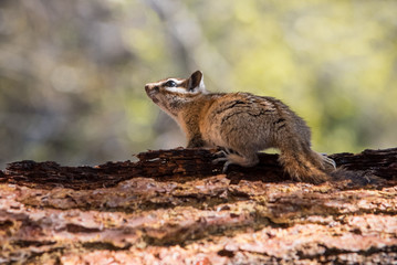 Chipmunk, Side View