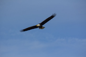 Fototapeta na wymiar Adult bald eagle flying overhead