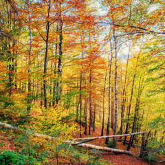 Forest Road in the autumn. Landscape. Ukraine. Europe.