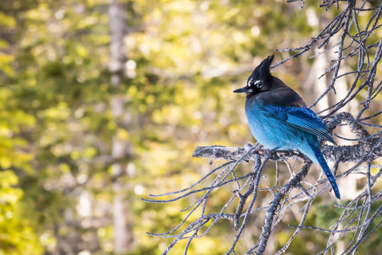 Steller's Jay in Rocky Mountain National Park, Side View