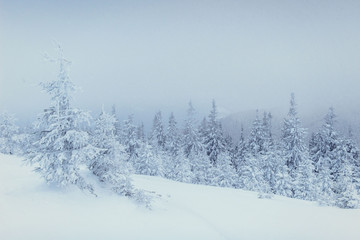 winter landscape trees in frost and fog