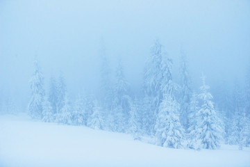 winter landscape trees in frost and fog