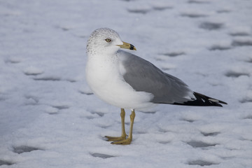 Seagull Profile In Snow