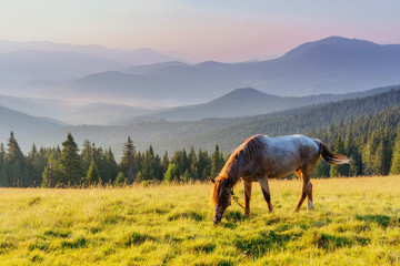 Horses on the meadow in the mountains.