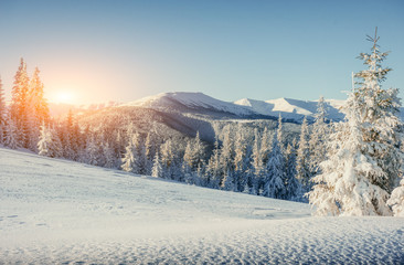magical winter snow covered tree 