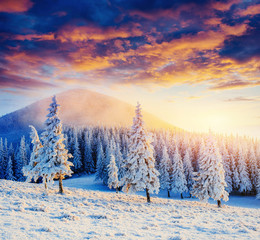 magical winter snow covered tree. Sunset in the Carpathians. Ukr