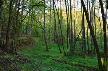 Obraz premium Landsschaft