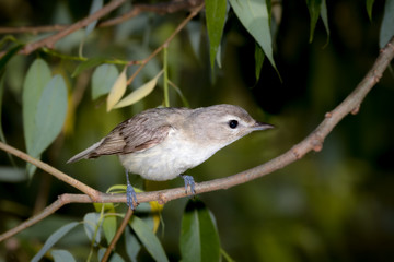 Warbling Vireo
