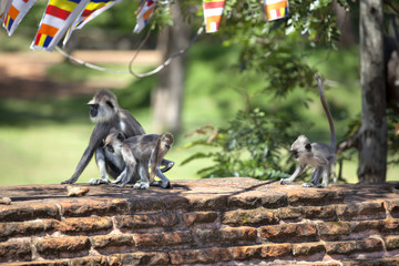 In der Pilgerstätte der alten Königstadt Anuradhapura auf der tropischen Insel Sri Lanka