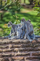 In der Pilgerstätte der alten Königstadt Anuradhapura auf der tropischen Insel Sri Lanka