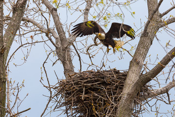 Bald Eagle landing on nest