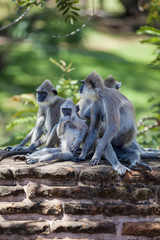 In der Pilgerstätte der alten Königstadt Anuradhapura auf der tropischen Insel Sri Lanka