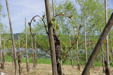 Weinreben-Herz