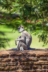 In der Pilgerstätte der alten Königstadt Anuradhapura auf der tropischen Insel Sri Lanka