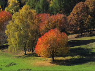 Beautiful colours of trees in fall